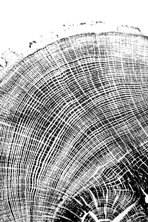 "Oak 122" Tree Print - Woodcut Print